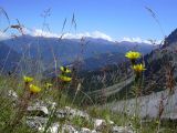 blumen1
